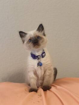 MOCHI -  Domestic Short Hair Cat for Adoption in Colorado Springs, Colorado - MOCHI | PetCurious