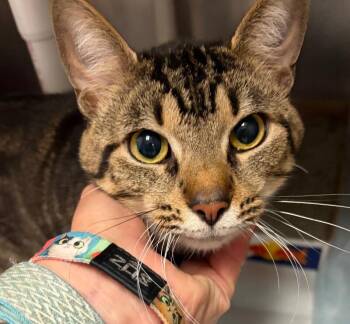 Rudy -  Domestic Short Hair Cat for Adoption in Cincinnati, Ohio - Rudy | PetCurious