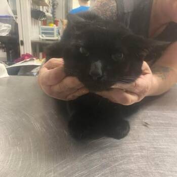 The Ascent -  Domestic Short Hair Cat for Adoption in Fredericksburg, Virginia - The Ascent | PetCurious