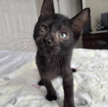 Chief Inspector -  Domestic Short Hair Cat for Adoption in Orlando, Florida - Chief Inspector | PetCurious