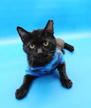 Hovey -  Domestic Short Hair Cat for Adoption in Springfield, Missouri - Hovey | PetCurious