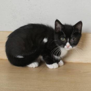 Clyde C69564 -  Domestic Short Hair Cat for Adoption in Minnetonka, Minnesota - Clyde C69564 | PetCurious