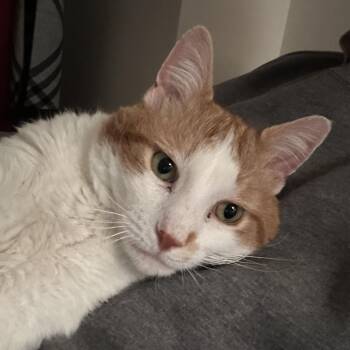 Gluten Free Cheez-It -  Tabby and Domestic Short Hair Cat for Adoption in UNIVERSITY PA, Maryland - Gluten Free Cheez-It | PetCurious