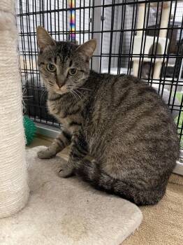 Rescue Tabby Cats for Adoption in Stockton, California - Teresa | PetCurious
