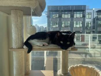 Meelos -  Domestic Short Hair Cat for Adoption in Bellevue, Washington - Meelos | PetCurious