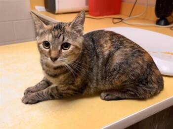 LEIA -  Domestic Short Hair Cat for Adoption in Colorado Springs, Colorado - LEIA | PetCurious