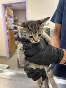 Sweet Pea -  Domestic Short Hair Cat for Adoption in Palm Coast, Florida - Sweet Pea | PetCurious