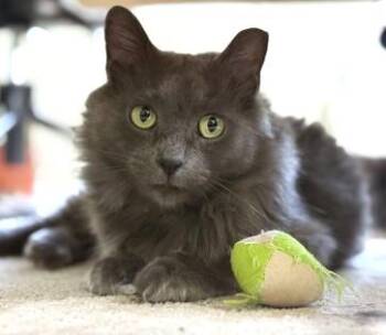 Sammy -  Domestic Long Hair and Domestic Short Hair Cat for Adoption - Sammy | PetCurious