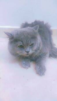 Rescue Scottish Fold Cats for Adoption in Toronto, Ontario - Baloo | PetCurious