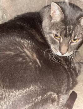 Rescue Tabby Cats for Adoption in Billings, Montana - Stasha | PetCurious