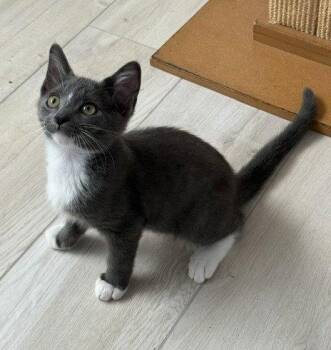 Kitten Nigel -  Domestic Short Hair Cat for Adoption in Seal Beach, California - Kitten Nigel | PetCurious