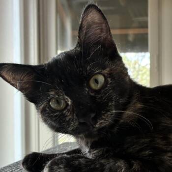 Valencia -  Domestic Short Hair Cat for Adoption in Santa Fe, New Mexico - Valencia | PetCurious