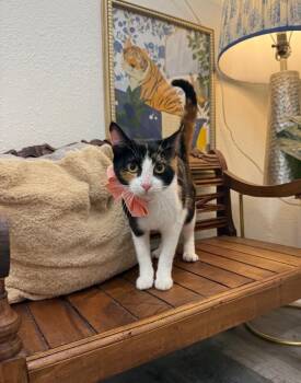 Lasagna Lover To All -  Calico and Domestic Short Hair Cat for Adoption in Friendswood, Texas - Lasagna Lover To All | PetCurious