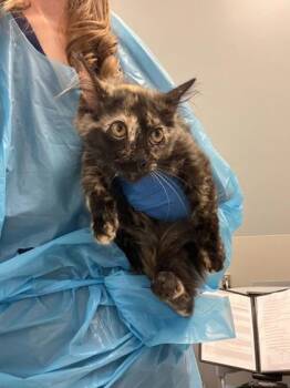 Grand Teton -  Domestic Medium Hair and Domestic Short Hair Cat for Adoption in Roseville, California - Grand Teton | PetCurious