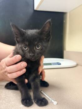 Starry Night -  Domestic Short Hair Cat for Adoption in Salisbury, Maryland - Starry Night | PetCurious