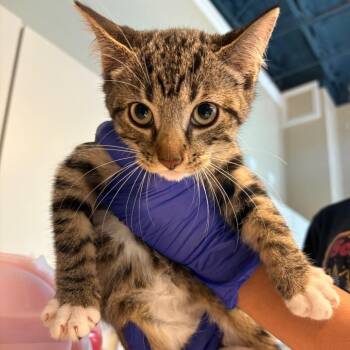 Brittani -  Domestic Short Hair Cat for Adoption in Huntington, West Virginia - Brittani | PetCurious