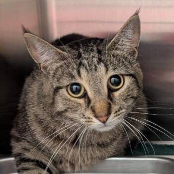 Tucker -  Domestic Short Hair Cat for Adoption in Ballston Spa, New York - Tucker | PetCurious