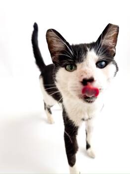 Domestic Short Hair Cats Available for Adoption - Pirate | PetCurious