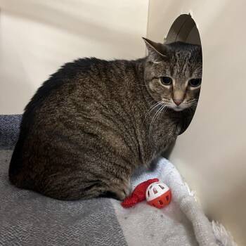 Domestic Short Hair Cats Available for Adoption in Oak Brook, Illinois - Josie | PetCurious