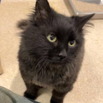 Carlos -  Domestic Short Hair Cat for Adoption in Murray, Utah - Carlos | PetCurious