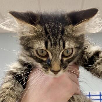 Rescue Domestic Medium Hair Cats for Adoption in Greensboro, Georgia - Mojo | PetCurious