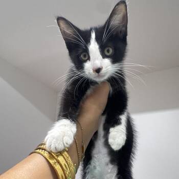 Creed -  Domestic Short Hair Cat for Adoption in Tampa, Florida - Creed | PetCurious