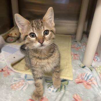 Stinger -  Domestic Short Hair Cat for Adoption in Keizer, Oregon - Stinger | PetCurious