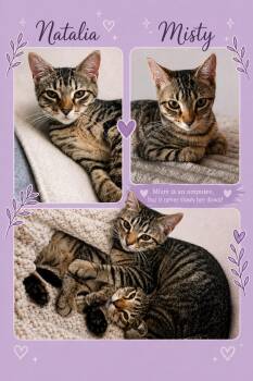 Misty bonded w/ Natalia (# 6/30/26-1,2 Middletown) -  Tabby Cat for Adoption in Greenville, Delaware - Misty Bonded W/ Natalia (# 6/30/26-1,2 Middletown) | PetCurious