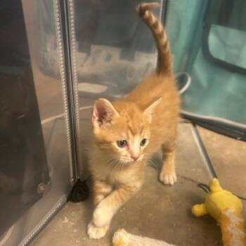 Conky -  Domestic Short Hair Cat for Adoption in Tempe, Arizona - Conky | PetCurious