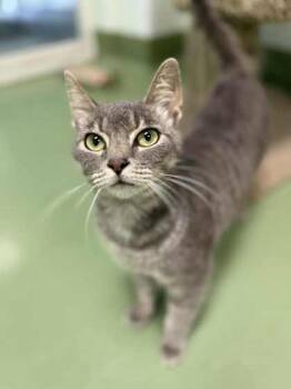 Rescue Domestic Short Hair Cats for Adoption in Batavia, Ohio - Tatum | PetCurious