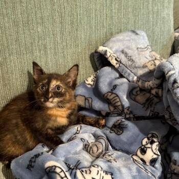 Baby Nora (Formerly known as Hickory) -  Domestic Short Hair Cat for Adoption in Silver Spring, Maryland - Baby Nora (Formerly Known As Hickory) | PetCurious