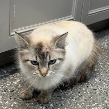 Ragdoll Cats Available for Adoption in Parkersburg, West Virginia - Cocoa Puff | PetCurious