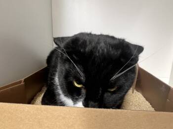 Rescue Domestic Short Hair Cats for Adoption in West Chester, Pennsylvania - Cobbler | PetCurious