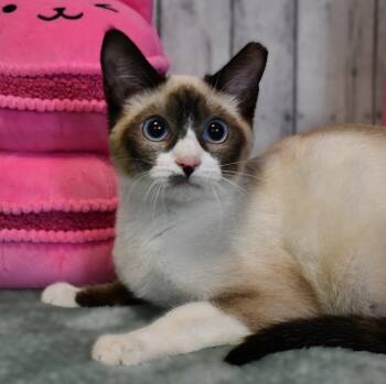 Domestic Short Hair and Snowshoe Cats Available for Adoption in Roanoke, Texas - Ariana | PetCurious