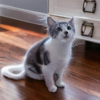 Rescue Domestic Short Hair Cats for Adoption in Lakewood, California - Fuji - Aka Scarlett | PetCurious