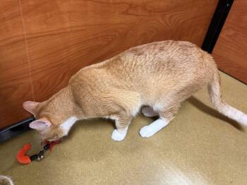 Domestic Short Hair Cats Available for Adoption in Pompano Beach, Florida - Melon | PetCurious
