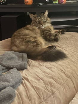 Rescue Domestic Medium Hair Cats for Adoption in Dallas, Texas - Pickles (New Digs) | PetCurious