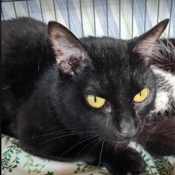 Major -  Domestic Short Hair Cat for Adoption in Nashville, Tennessee - Major | PetCurious