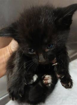 JAGUAR -  Domestic Short Hair Cat for Adoption in Jacksonville, Florida - JAGUAR | PetCurious