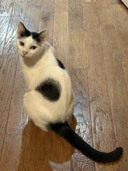 Domestic Short Hair Cats Available for Adoption in Sugar Land, Texas - TOP HAT | PetCurious