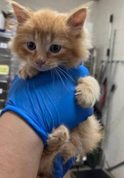 Harry -  Domestic Long Hair Cat for Adoption in Fruit Heights, Utah - Harry | PetCurious