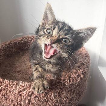 Domestic Short Hair Cats Available for Adoption in Philadelphia, Pennsylvania - KaeJay | PetCurious