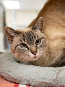 Pippi Longstocking *Sponsored Senior* -  Domestic Short Hair Cat for Adoption in Christiansburg, Virginia - Pippi Longstocking *Sponsored Senior* | PetCurious