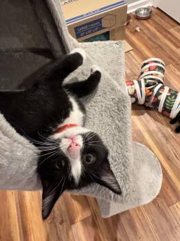 Mario -  Tuxedo and Domestic Short Hair Cat for Adoption in Georgetown, Kentucky - Mario | PetCurious