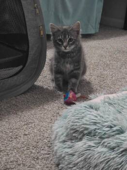 Reginald -  Domestic Short Hair Cat for Adoption in Minot, North Dakota - Reginald | PetCurious