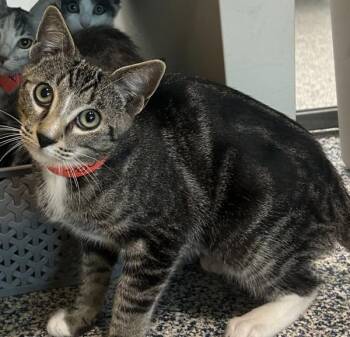 Mickey -  Domestic Short Hair Cat for Adoption in Golden, Colorado - Mickey | PetCurious