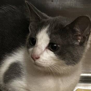 Garbanzo Bean -  Domestic Short Hair Cat for Adoption in Chattanooga, Tennessee - Garbanzo Bean | PetCurious