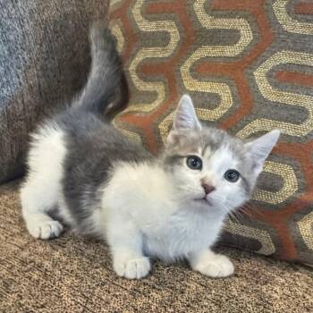Dakota -  Domestic Short Hair Cat for Adoption in Bentonville, Arkansas - Dakota | PetCurious