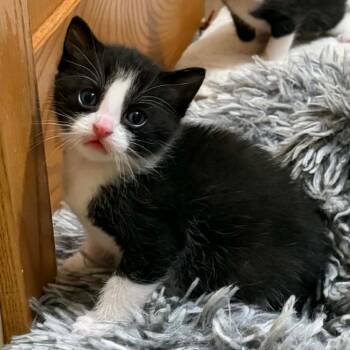 Ilya Rozanov -  Domestic Short Hair Cat for Adoption in Saint Paul, Minnesota - Ilya Rozanov | PetCurious