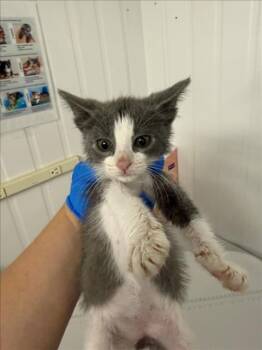 A228528 -  Domestic Short Hair Cat for Adoption in Woodland, California - A228528 | PetCurious